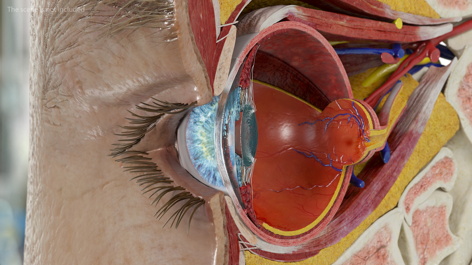 3D model Eye Anatomy Cross-Section