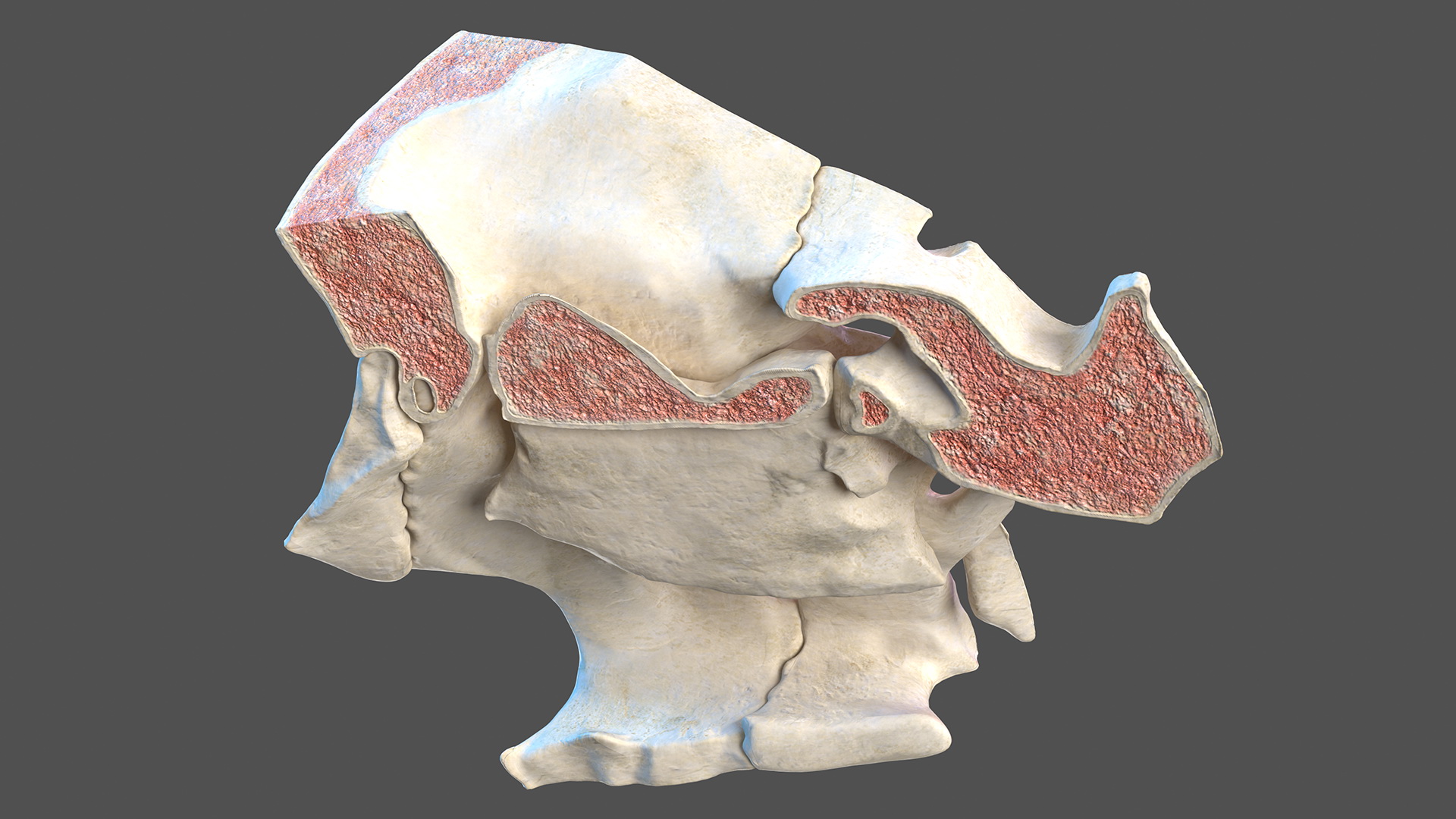 3D model Eye Anatomy Cross-Section