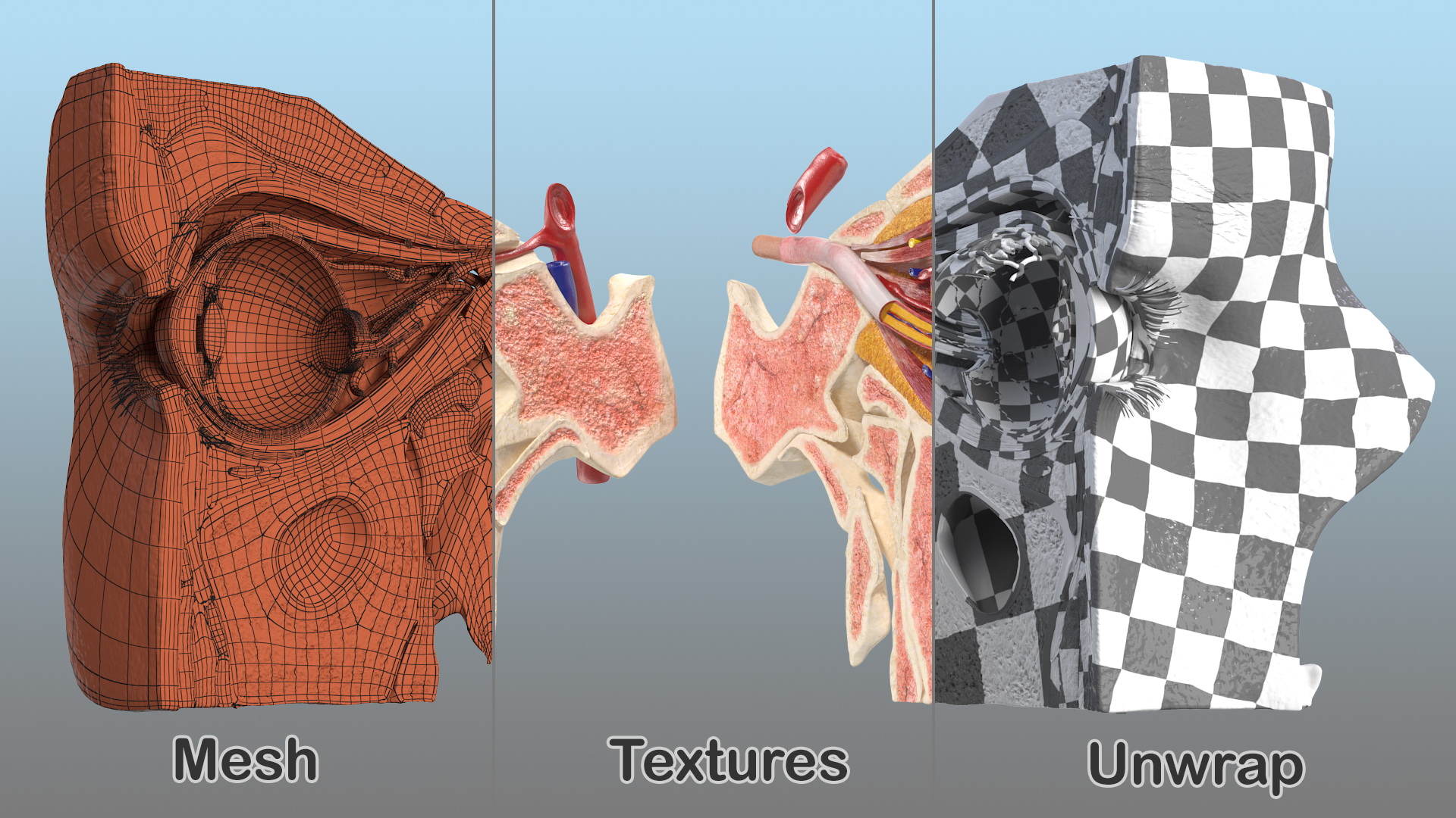 3D model Eye Anatomy Cross-Section