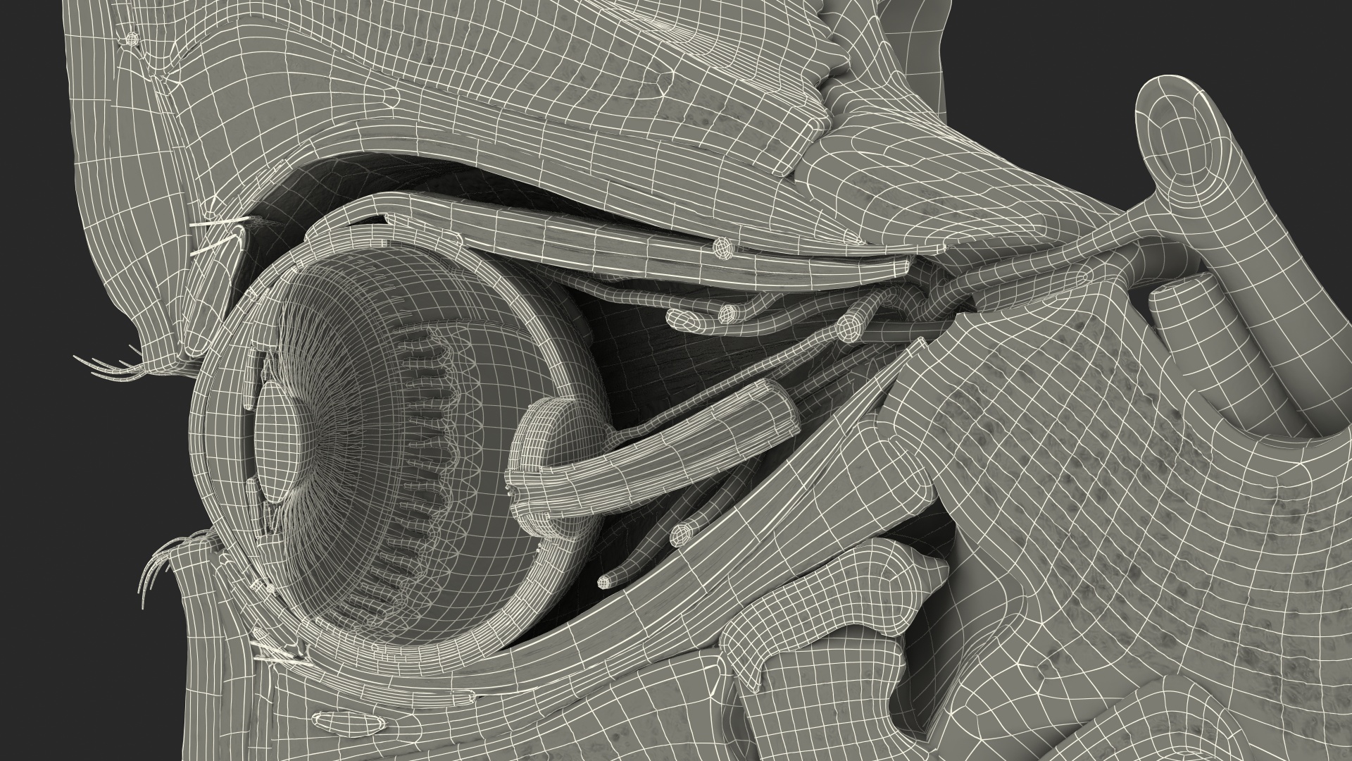 3D model Eye Anatomy Cross-Section