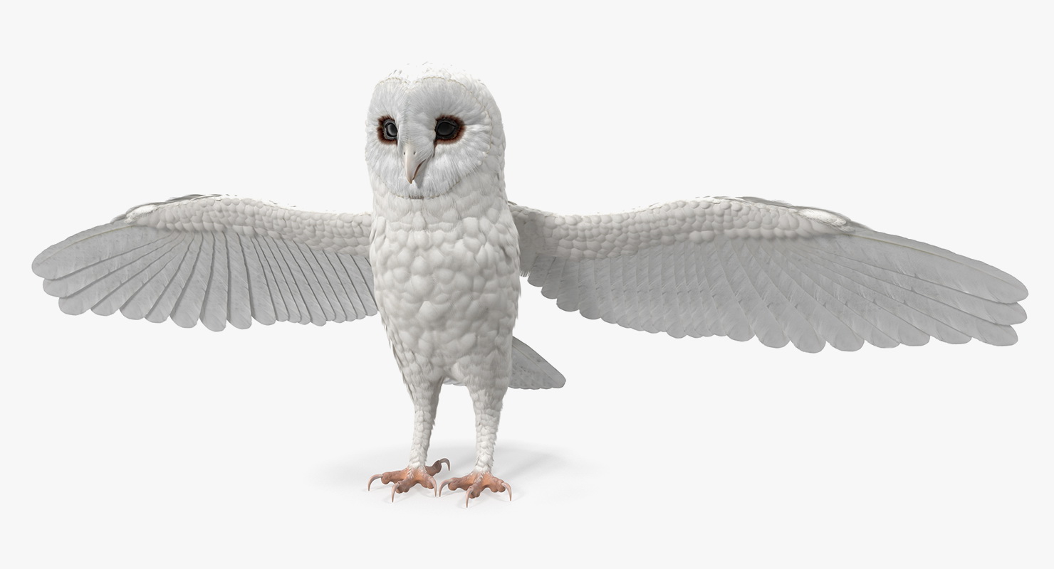 3D White Common Barn Owl