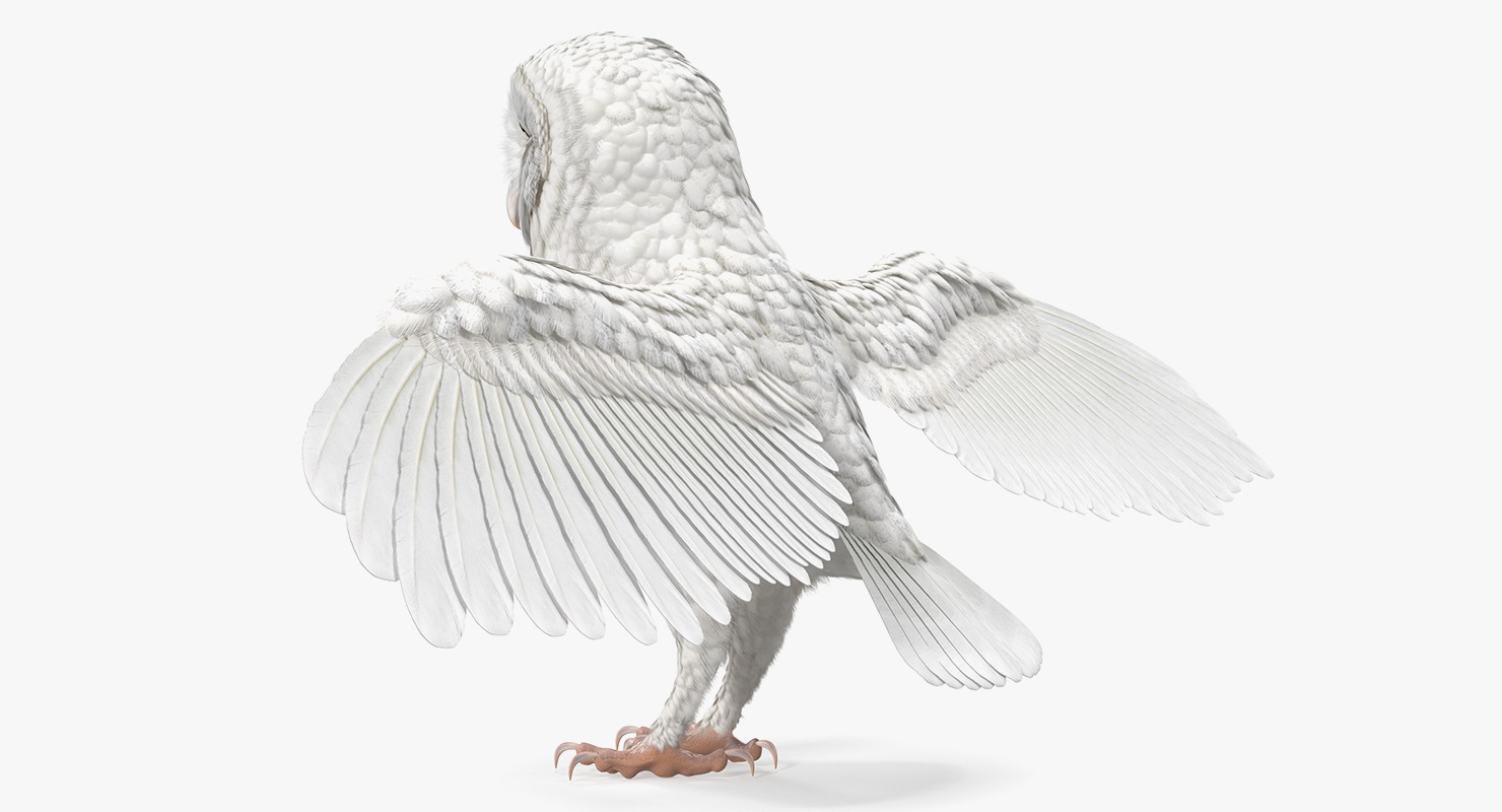 3D White Common Barn Owl