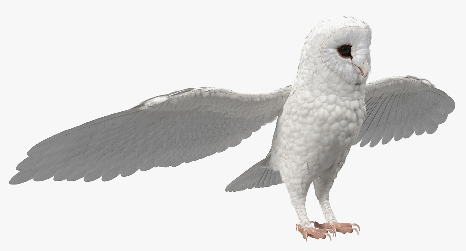 3D White Common Barn Owl