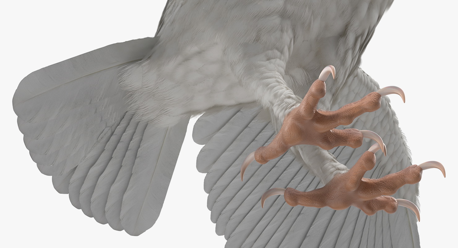 3D White Common Barn Owl