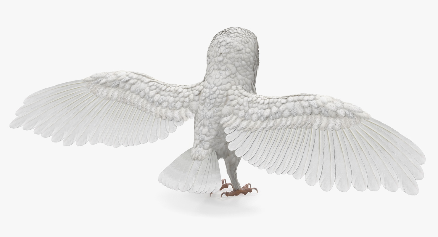 3D White Common Barn Owl