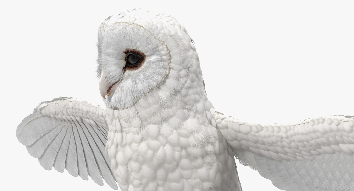 3D White Common Barn Owl