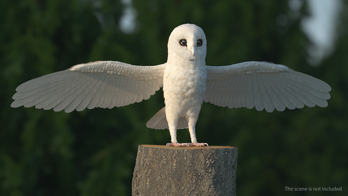 3D White Common Barn Owl