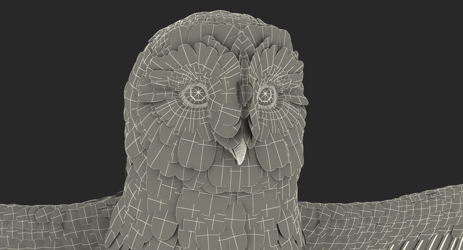 3D White Common Barn Owl