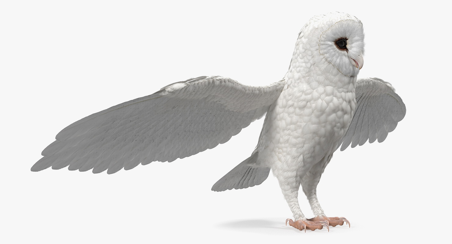 3D White Common Barn Owl