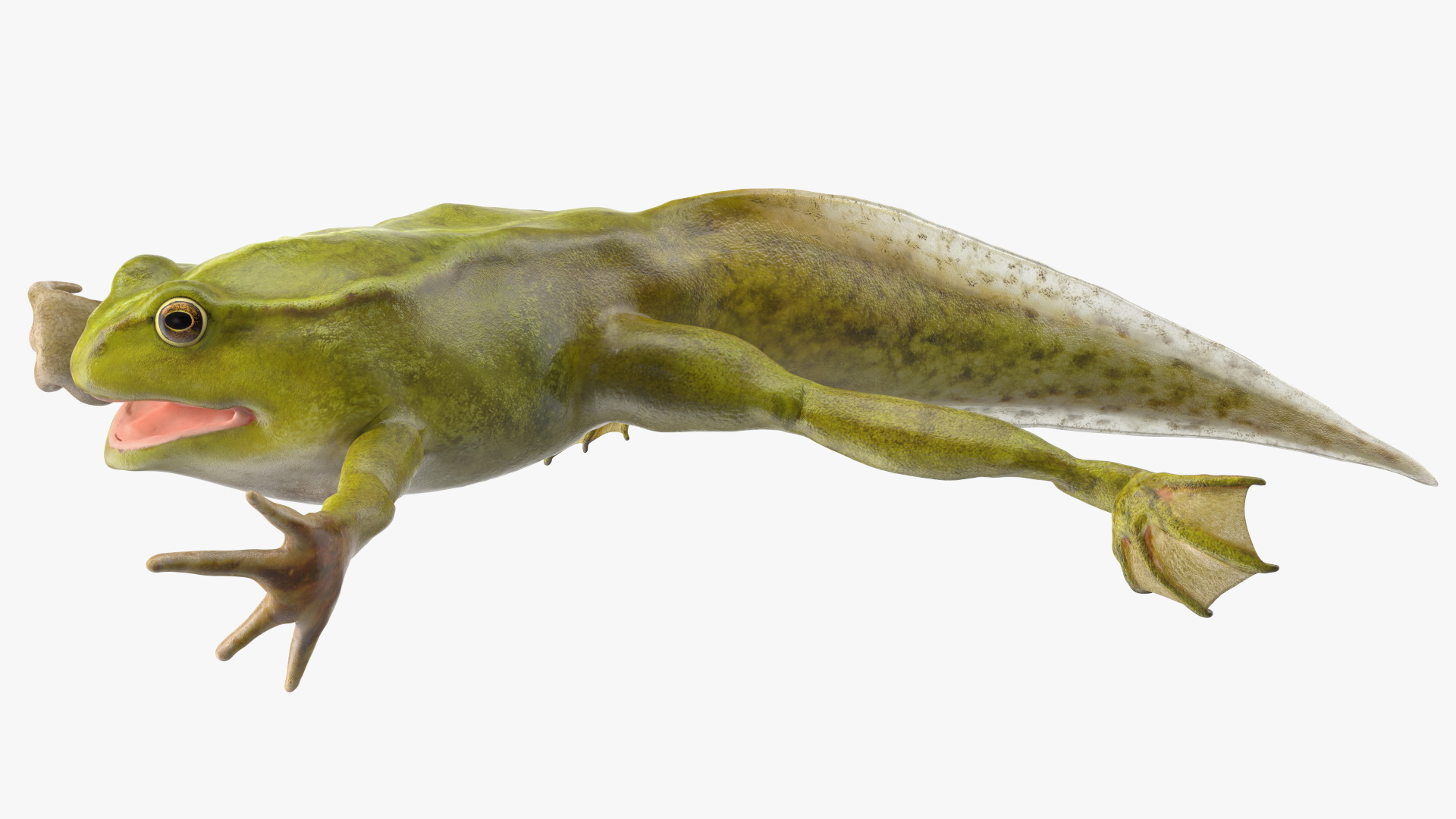 Tadpole with Four Legs Rigged 3D model