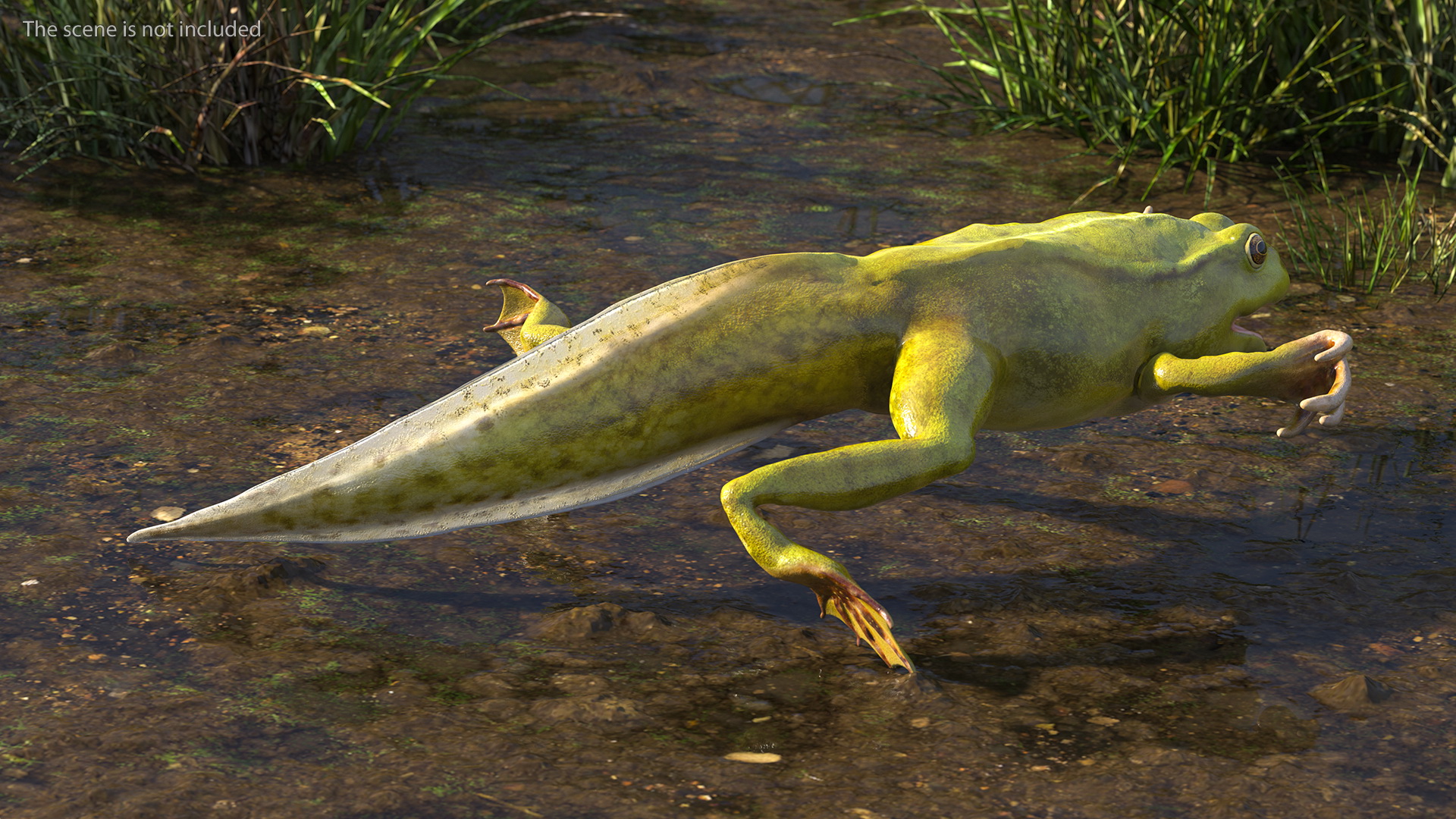 Tadpole with Four Legs Rigged 3D model