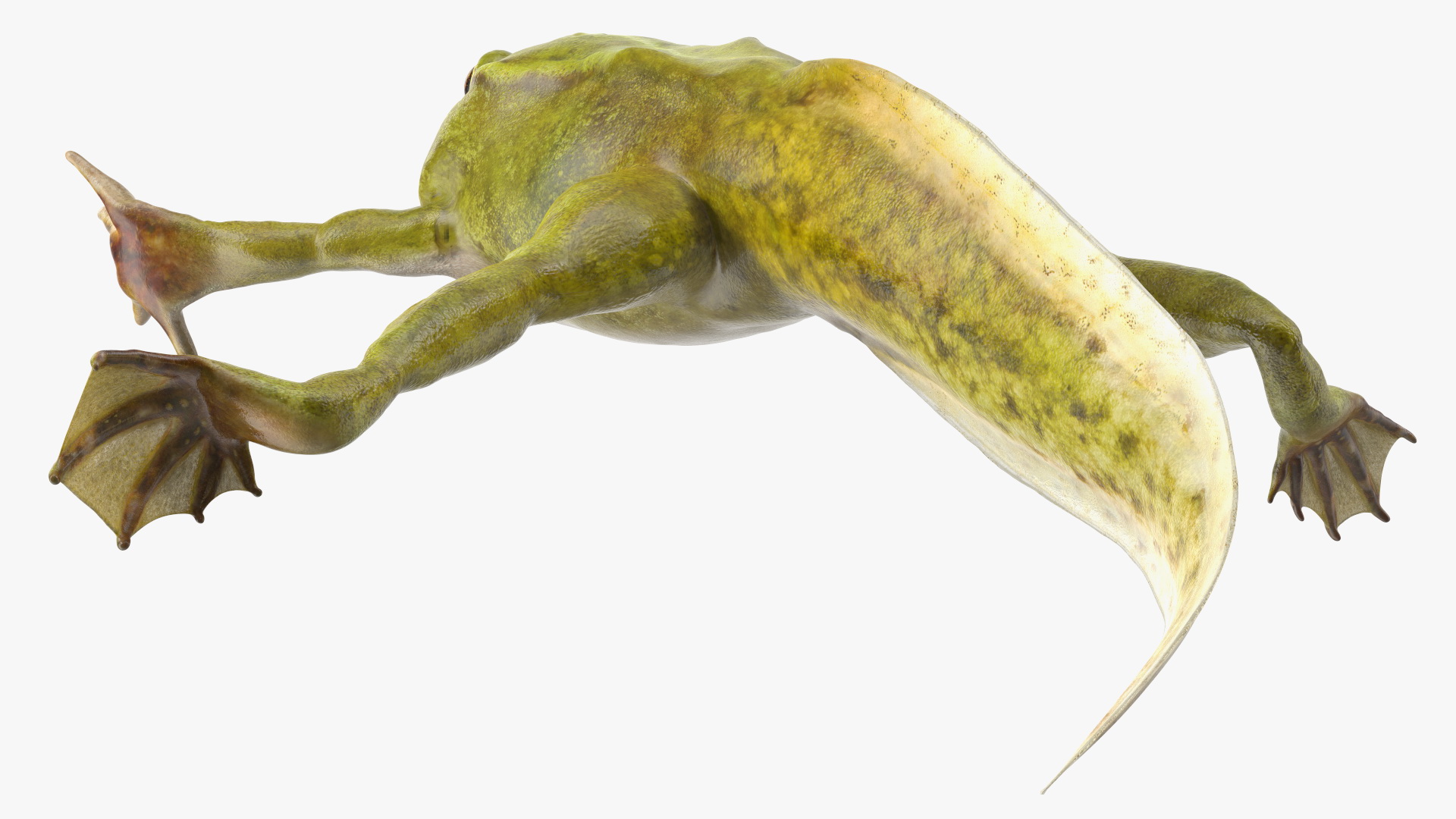 Tadpole with Four Legs Rigged 3D model