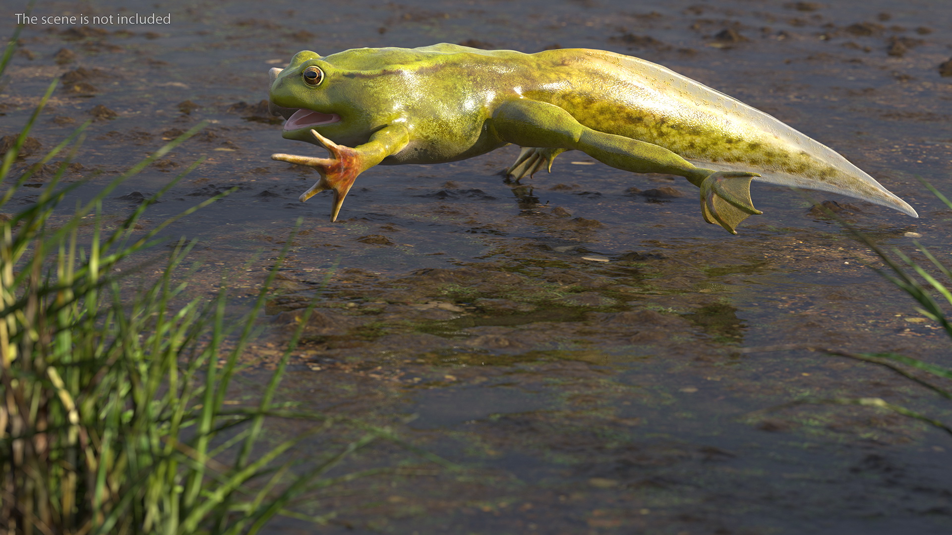 Tadpole with Four Legs Rigged 3D model