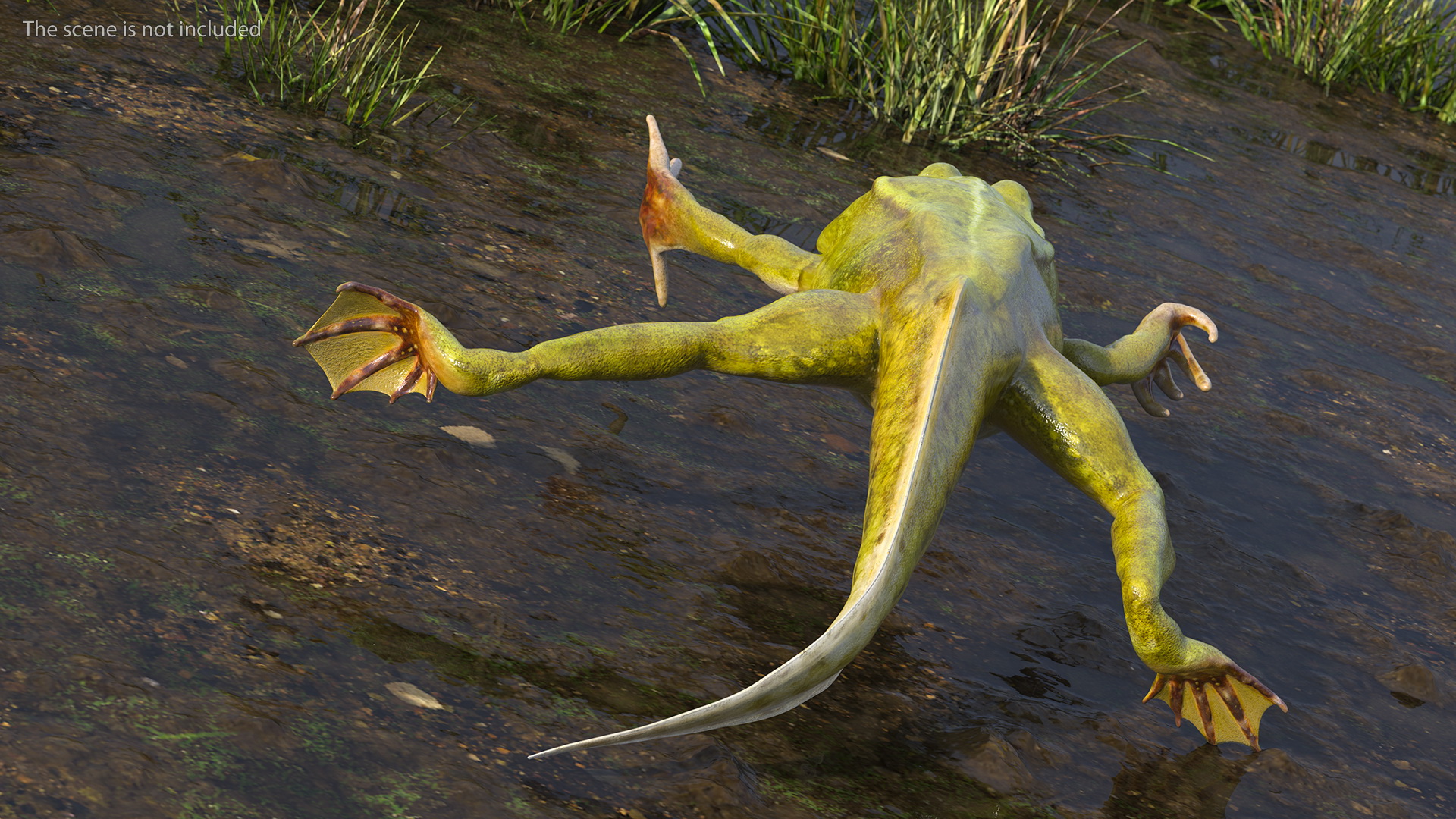 Tadpole with Four Legs Rigged 3D model