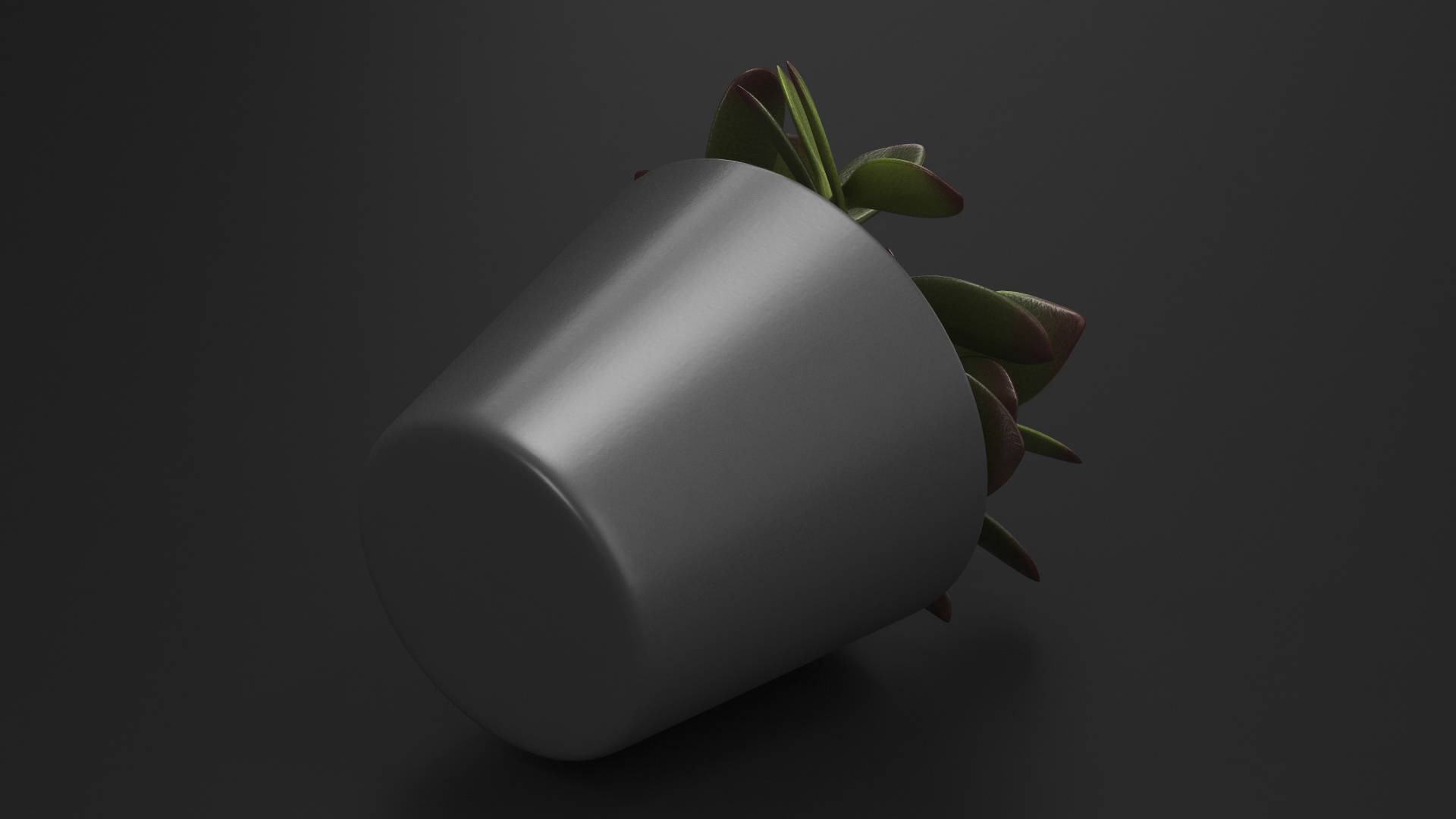 3D model Jade Plant