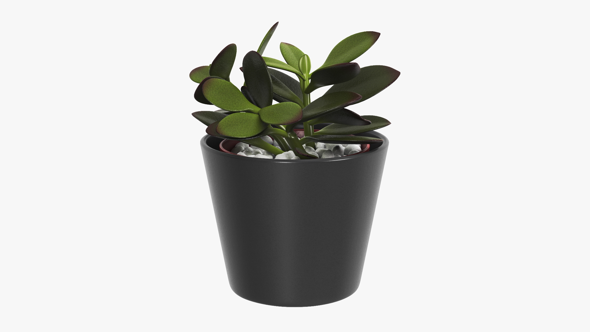 3D model Jade Plant