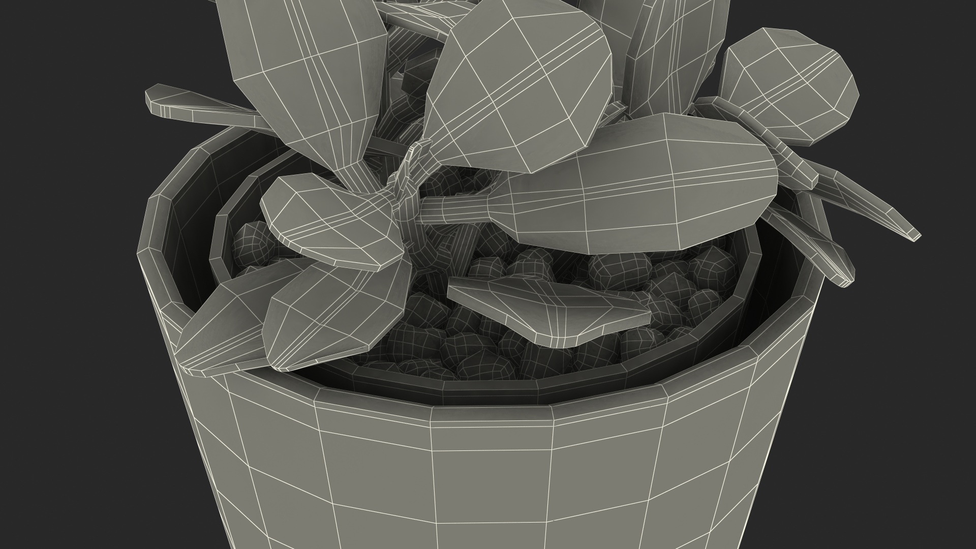 3D model Jade Plant