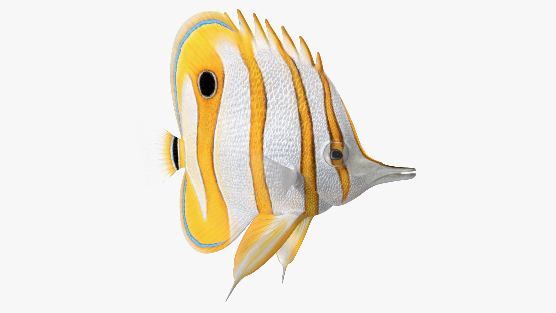 3D model Copperband Butterflyfish Rigged for Maya