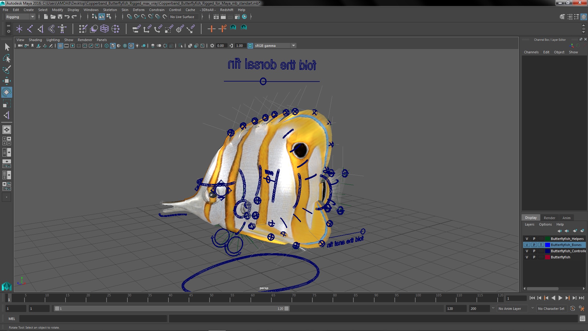 3D model Copperband Butterflyfish Rigged for Maya