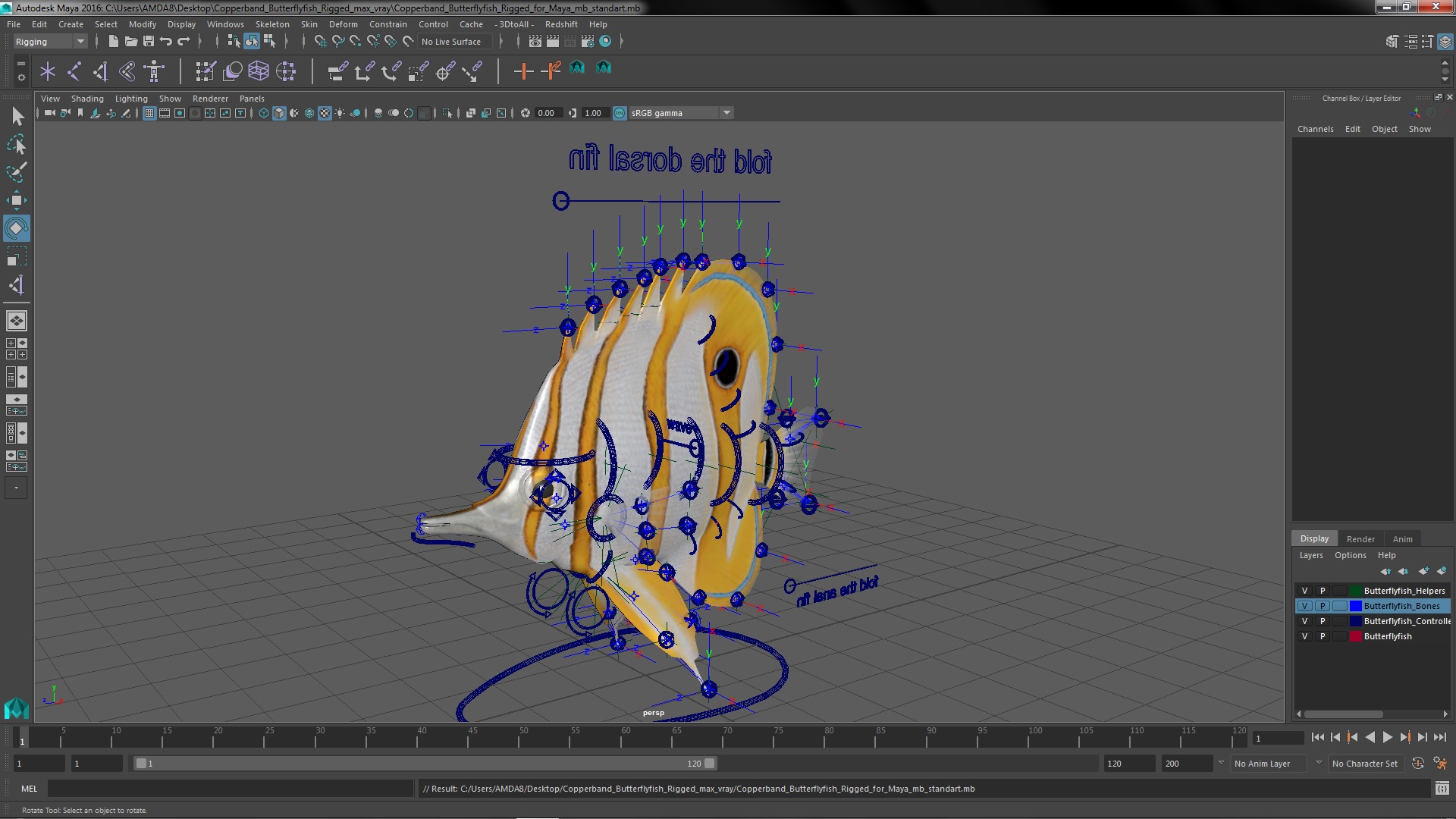 3D model Copperband Butterflyfish Rigged for Maya