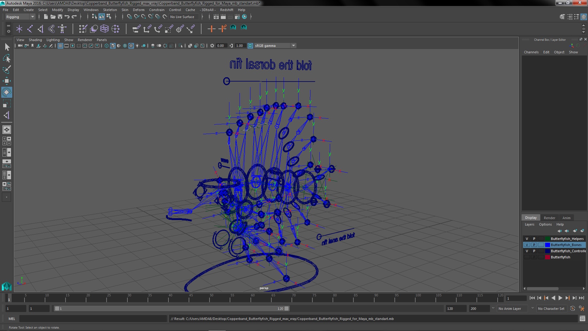 3D model Copperband Butterflyfish Rigged for Maya