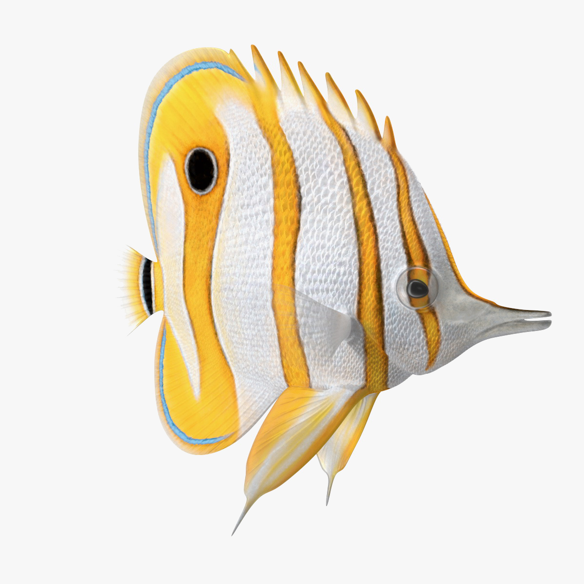 3D model Copperband Butterflyfish Rigged for Maya