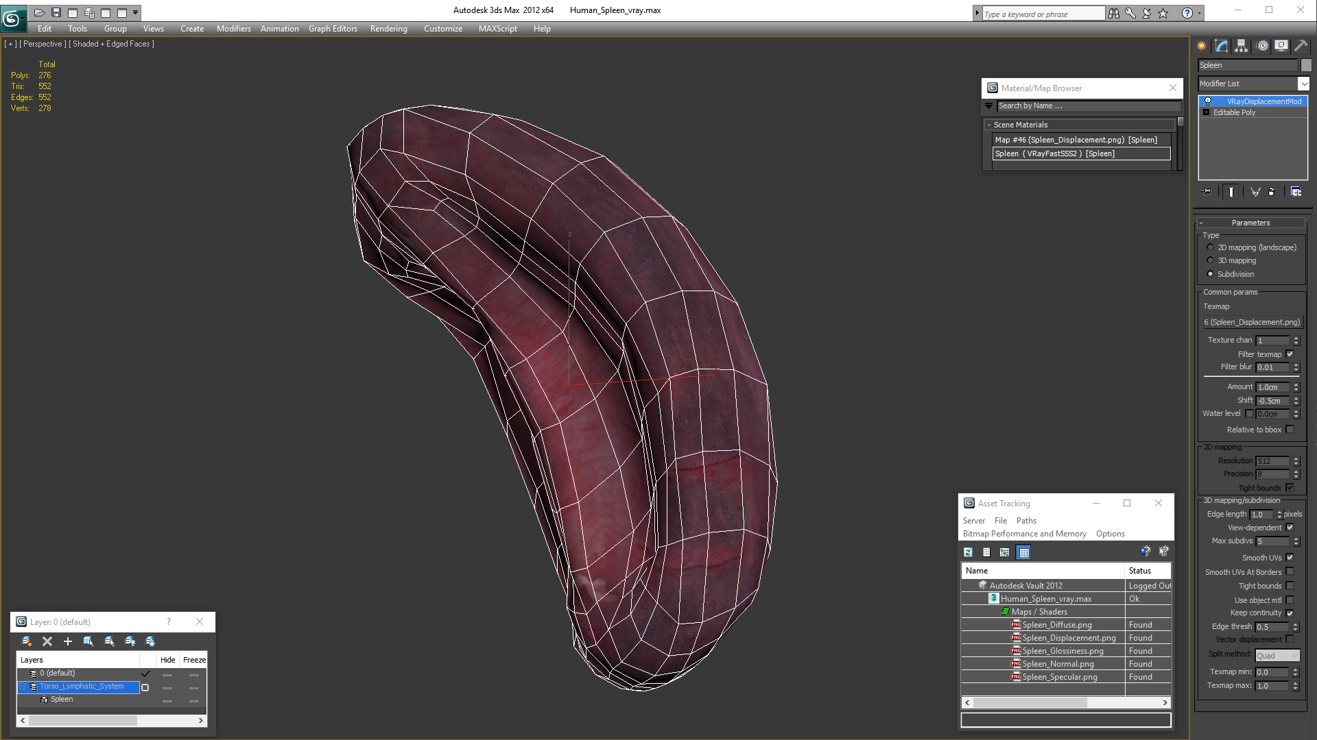 Human Spleen 3D