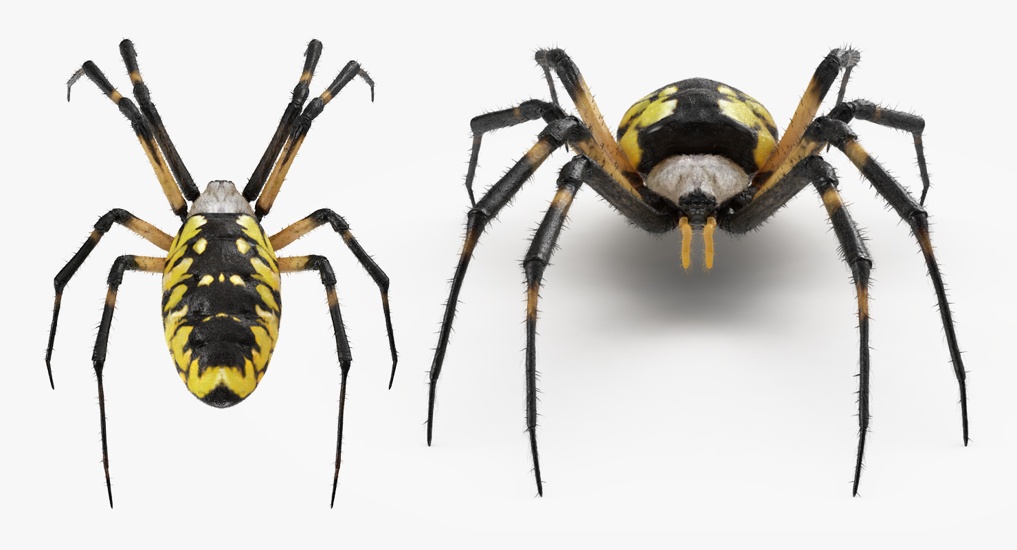 Yellow Garden Spider with Fur 3D model