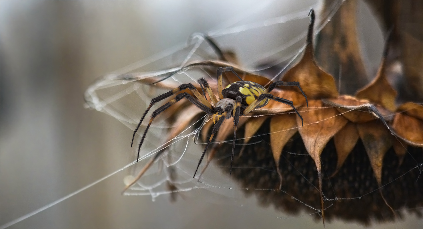 Yellow Garden Spider with Fur 3D model