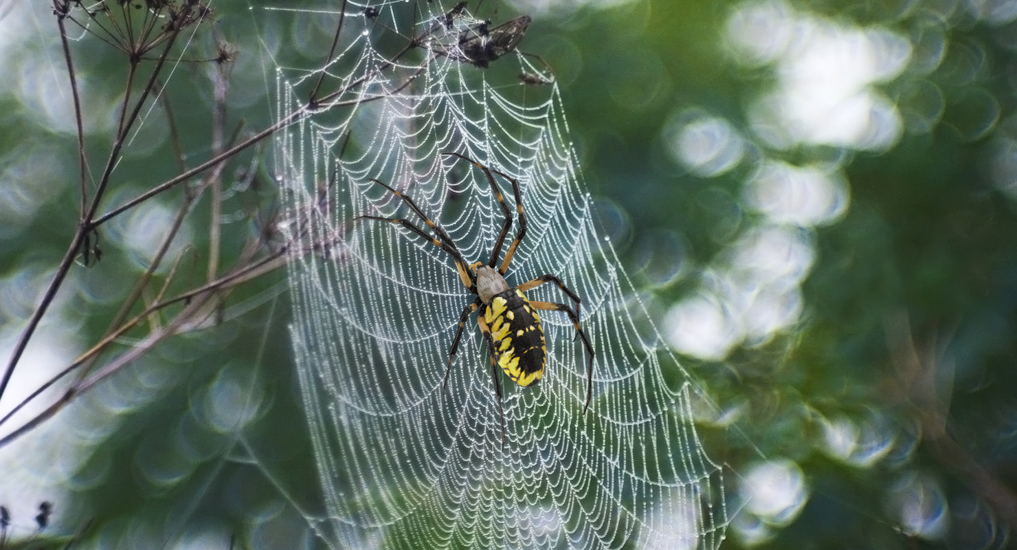 Yellow Garden Spider with Fur 3D model