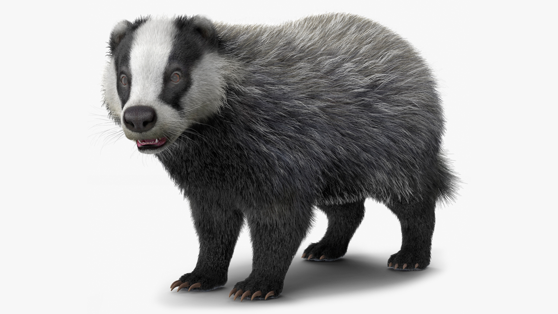 3D Badger Rigged model