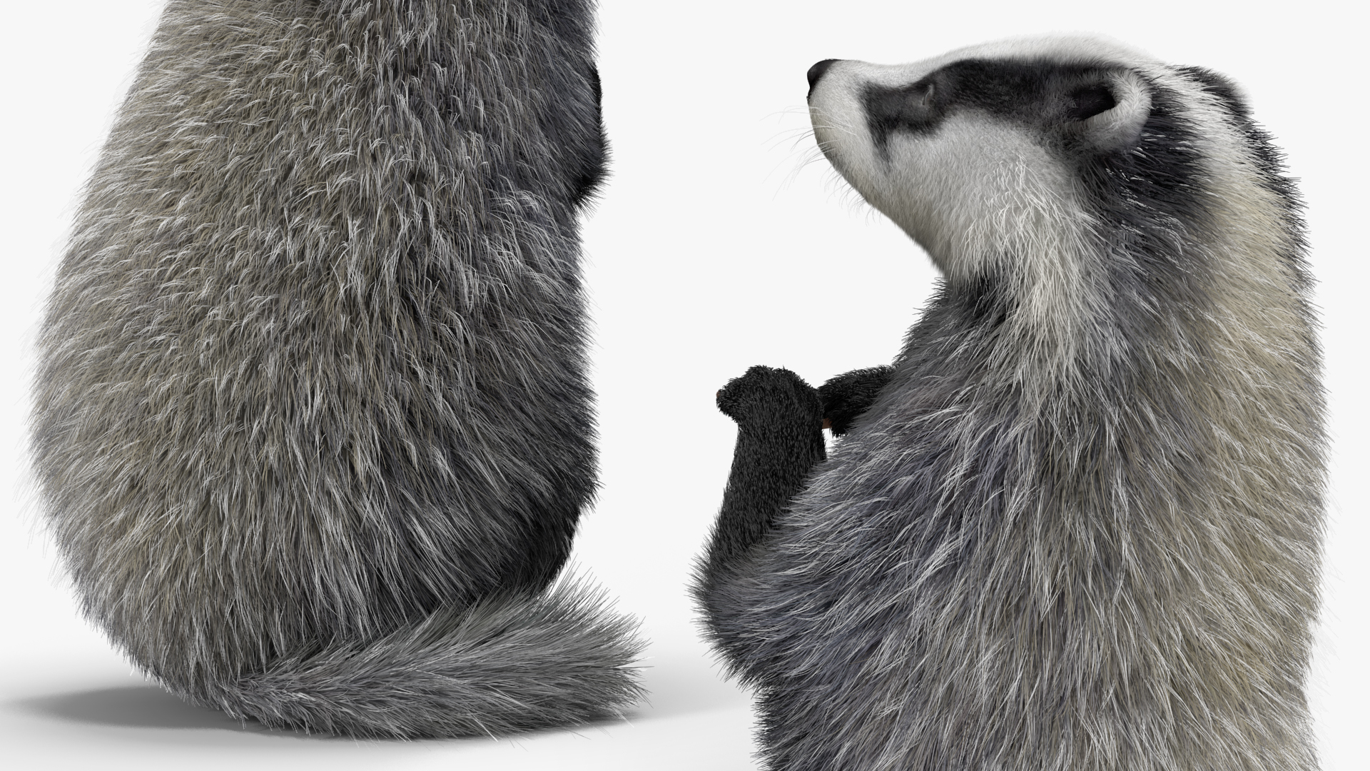 3D Badger Rigged model