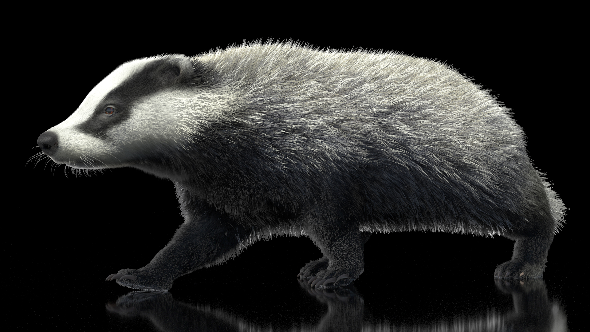 3D Badger Rigged model