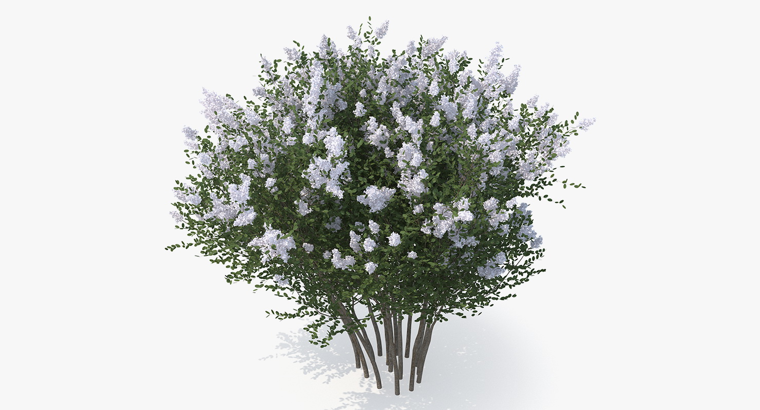 Crepe Myrtle Tree 3D