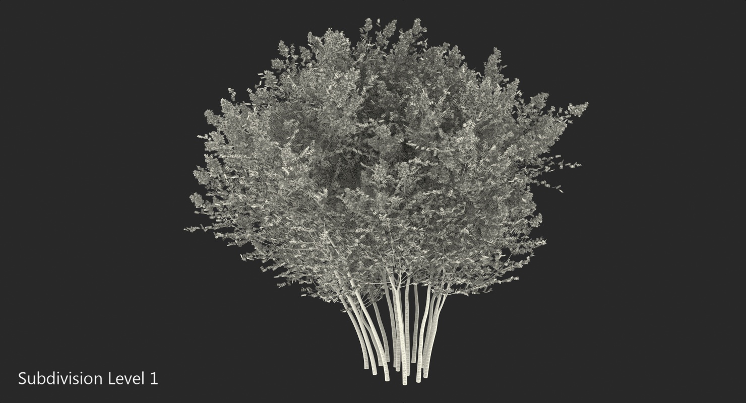 Crepe Myrtle Tree 3D