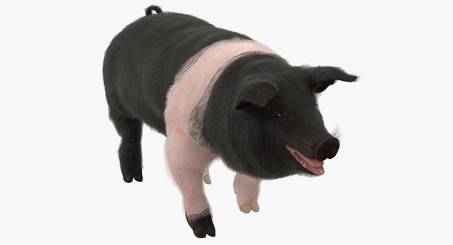 Hampshire Pig Sow with Fur Walking Pose 3D model