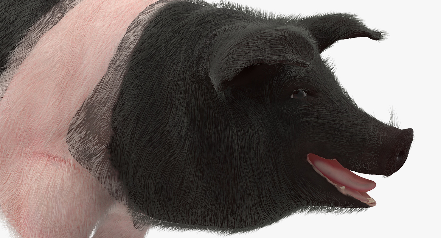 Hampshire Pig Sow with Fur Walking Pose 3D model