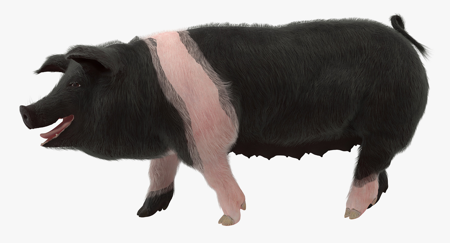 Hampshire Pig Sow with Fur Walking Pose 3D model