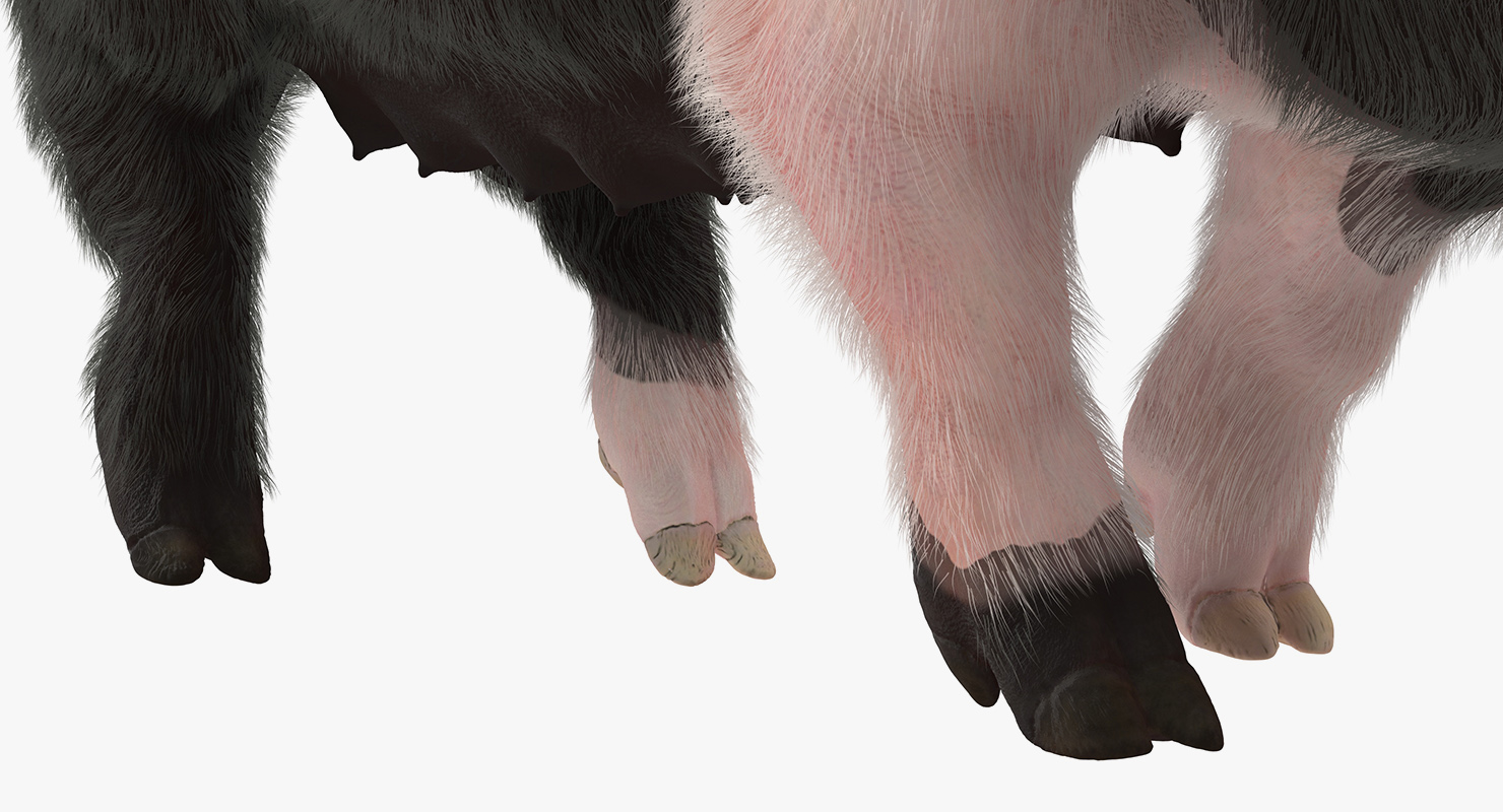 Hampshire Pig Sow with Fur Walking Pose 3D model