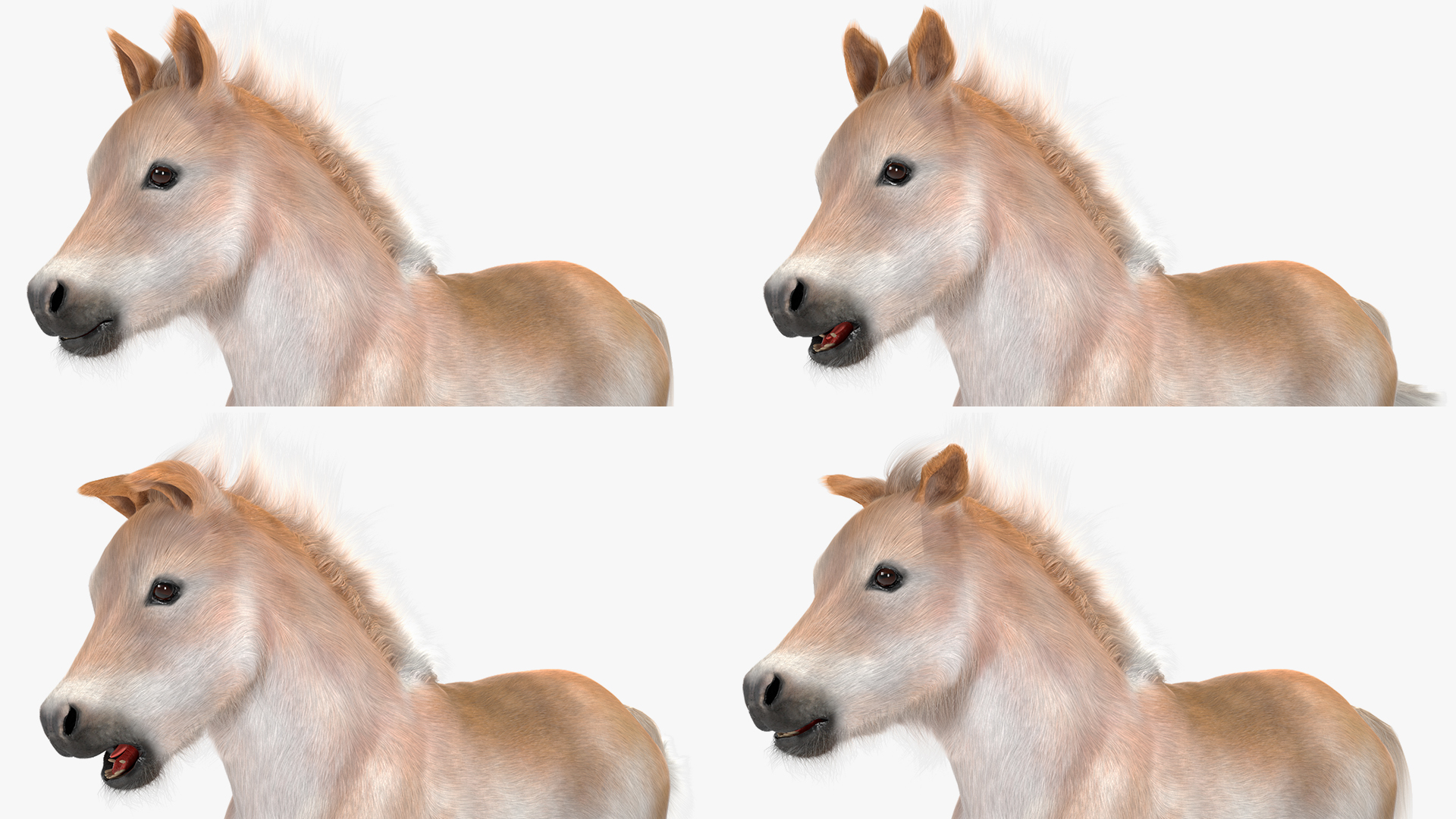 Realistic Shetland Pony Fur Rigged 3D model