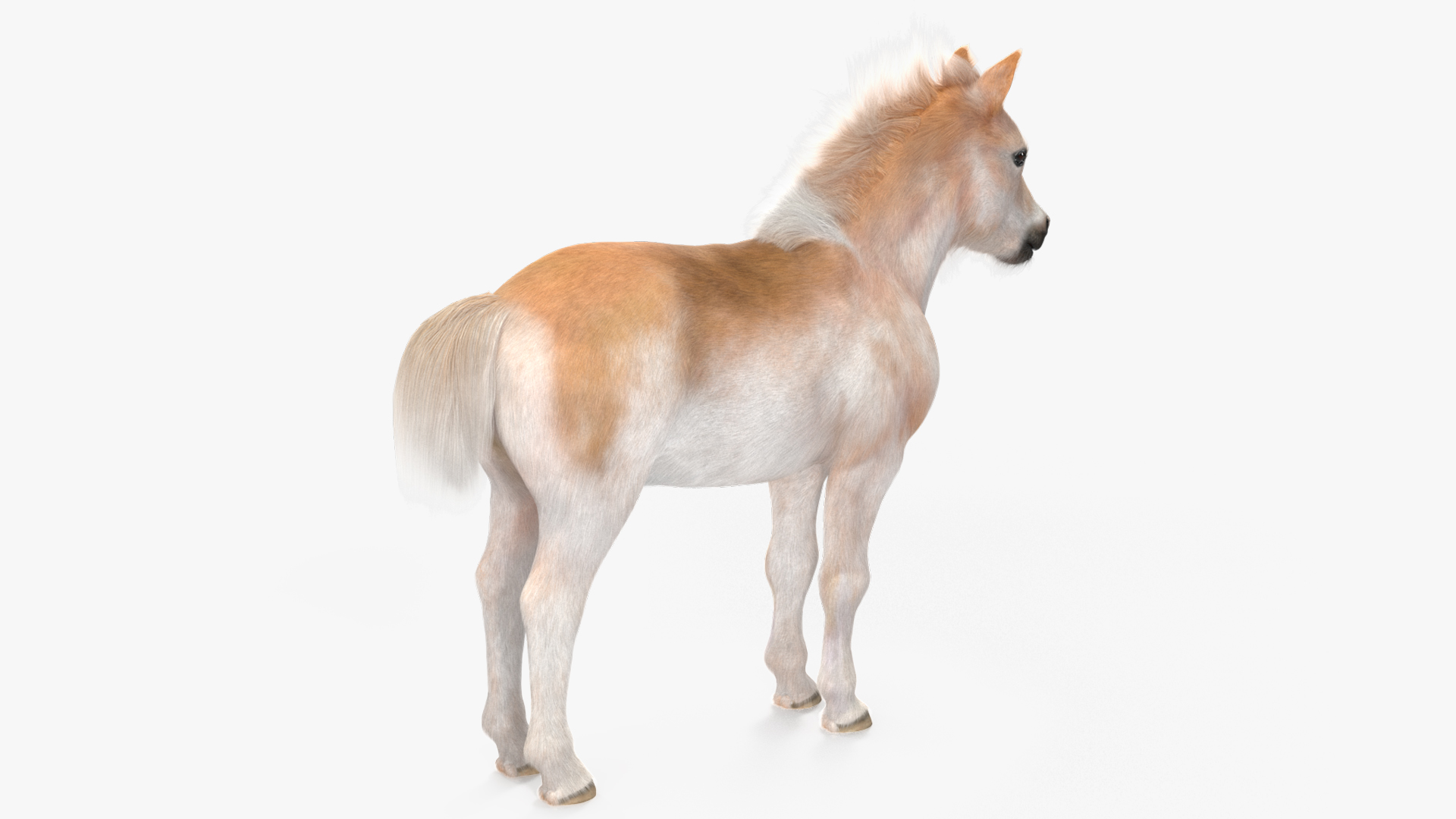 Realistic Shetland Pony Fur Rigged 3D model