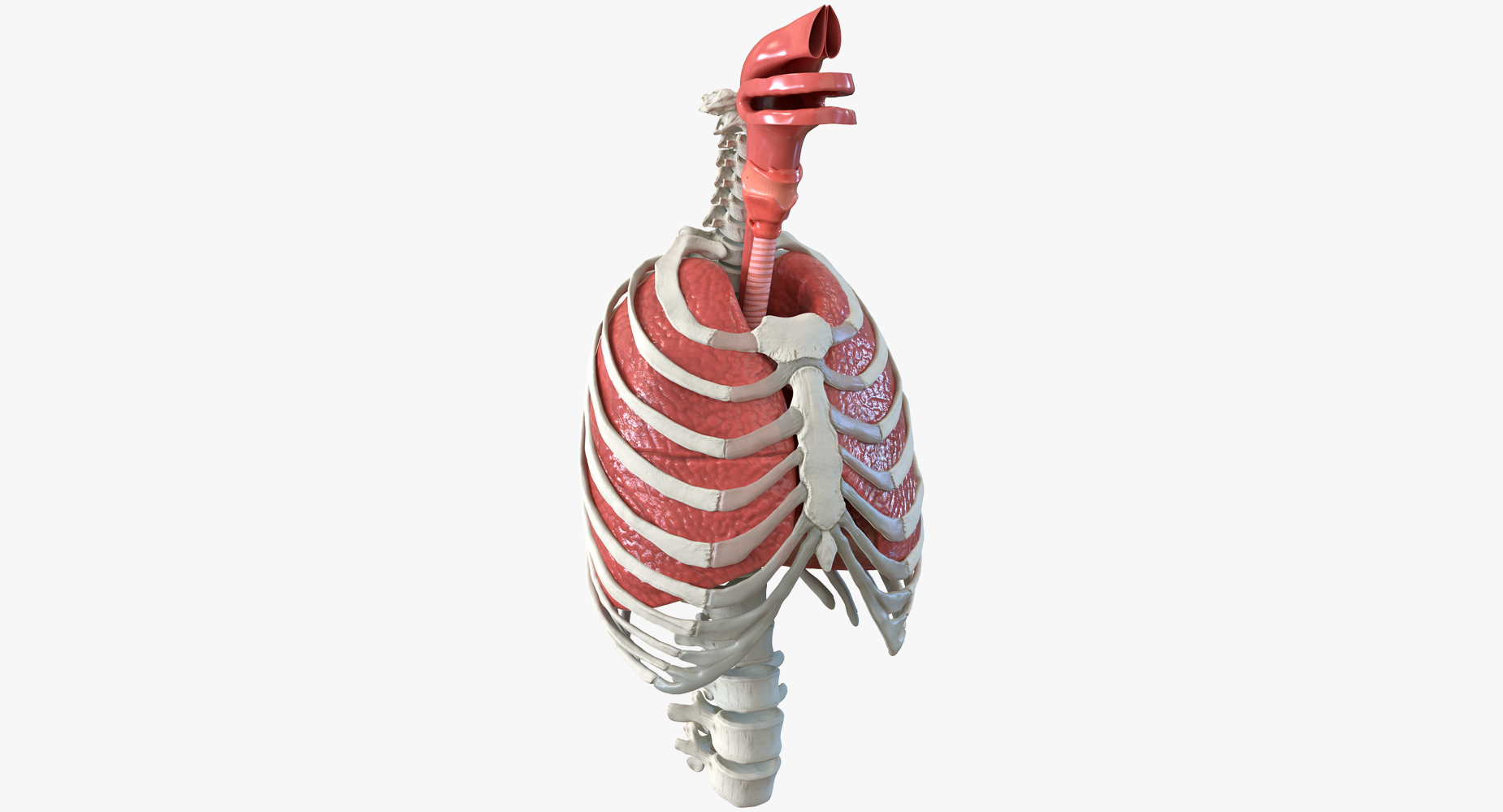 Female Ribcage Skeleton with Respiratory System 3D