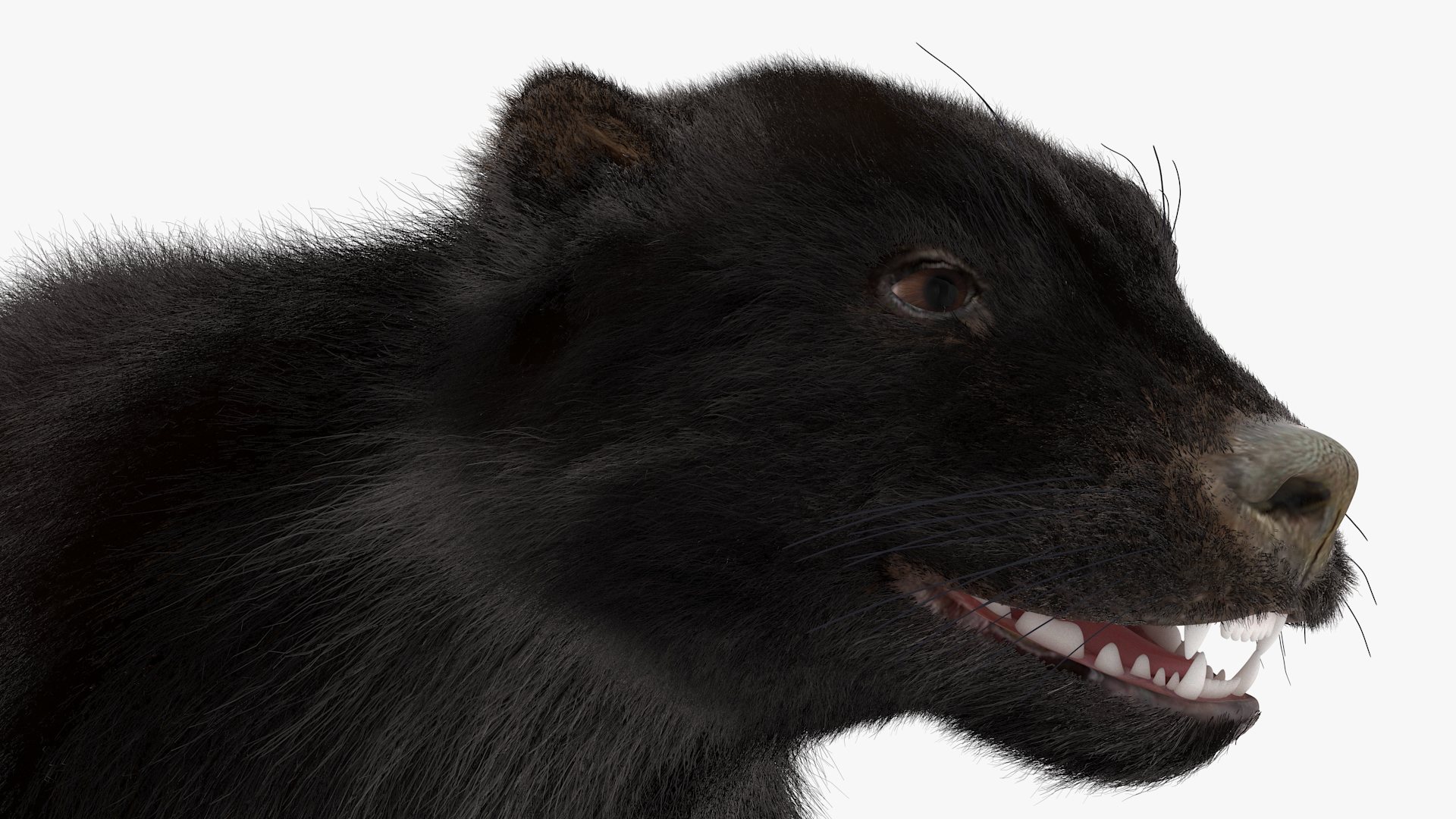 Wolverine Dark Color Fur 3D model