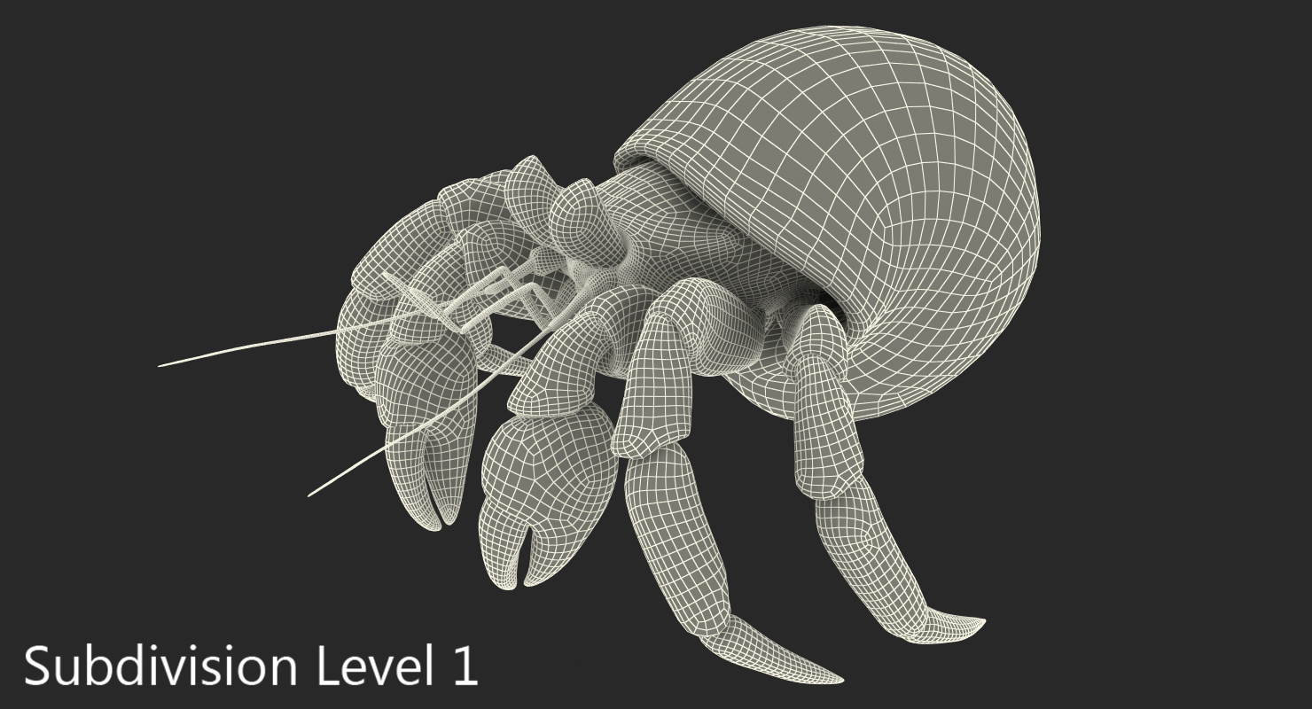 3D model Hermit Crab with Fur