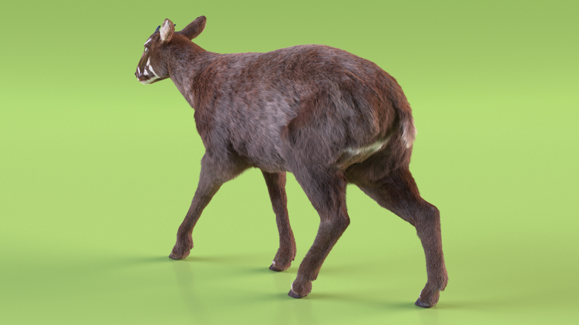 Saola Walking Pose Fur 3D