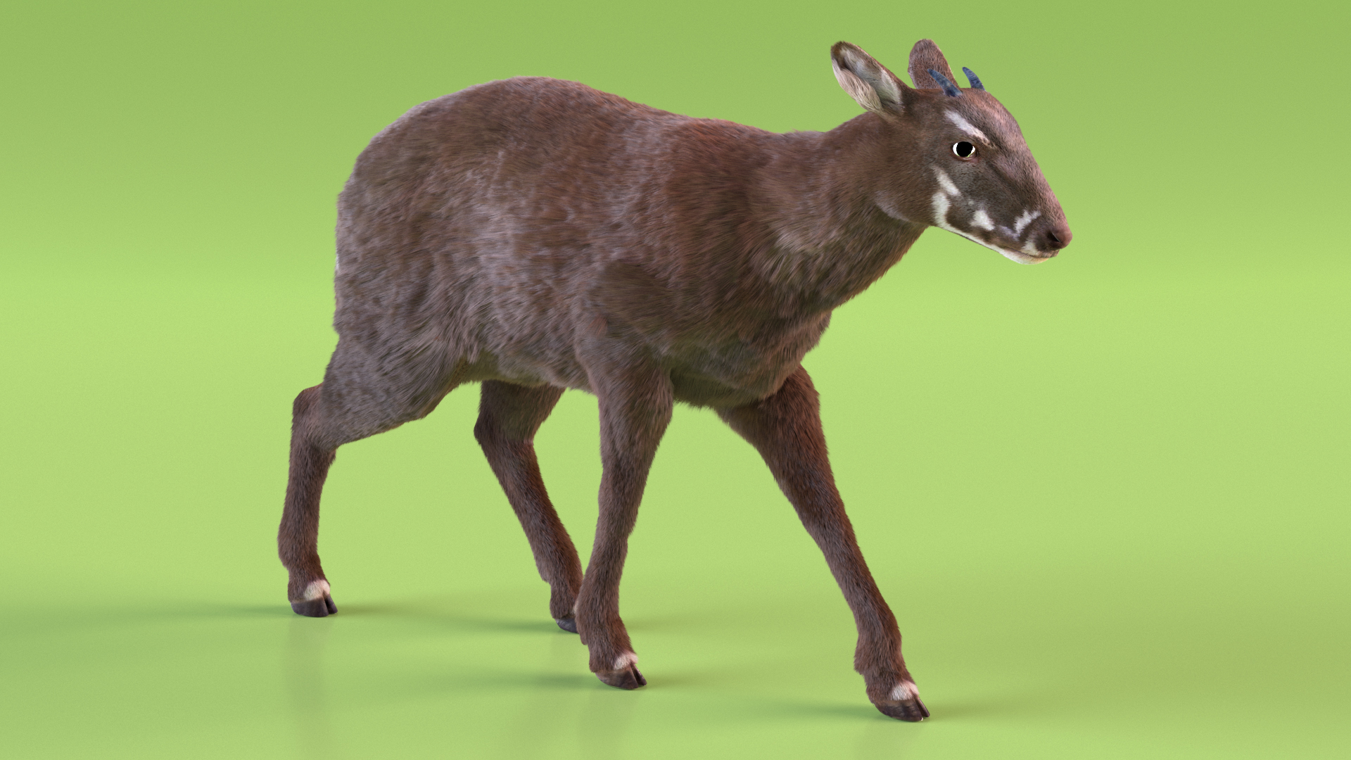 Saola Walking Pose Fur 3D