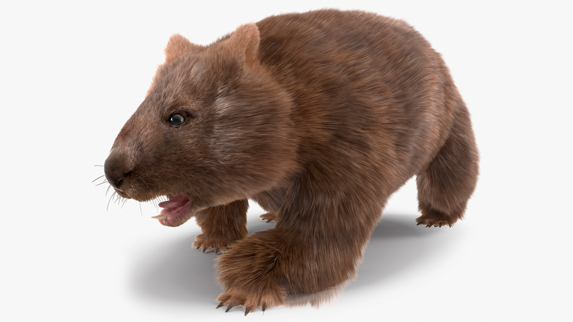 3D Brown Wombat Fur Rigged model