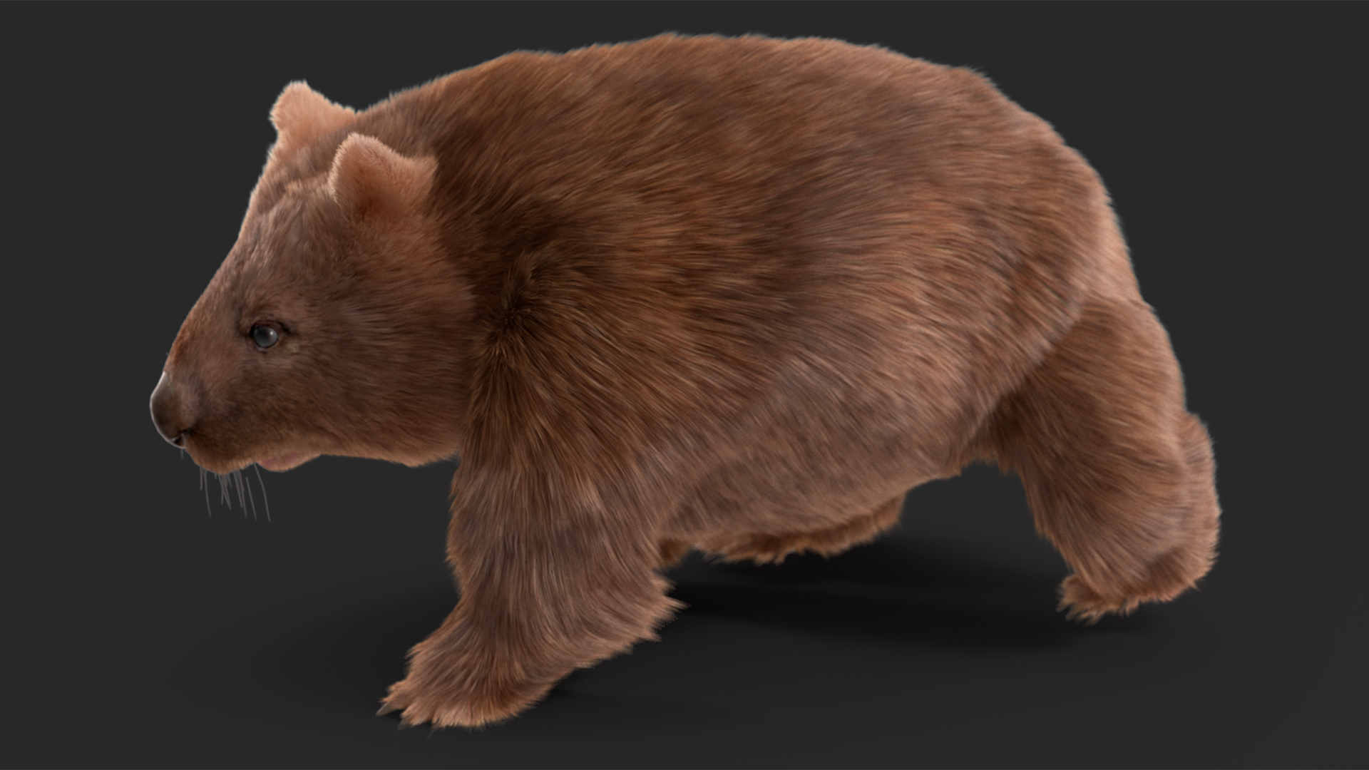 3D Brown Wombat Fur Rigged model