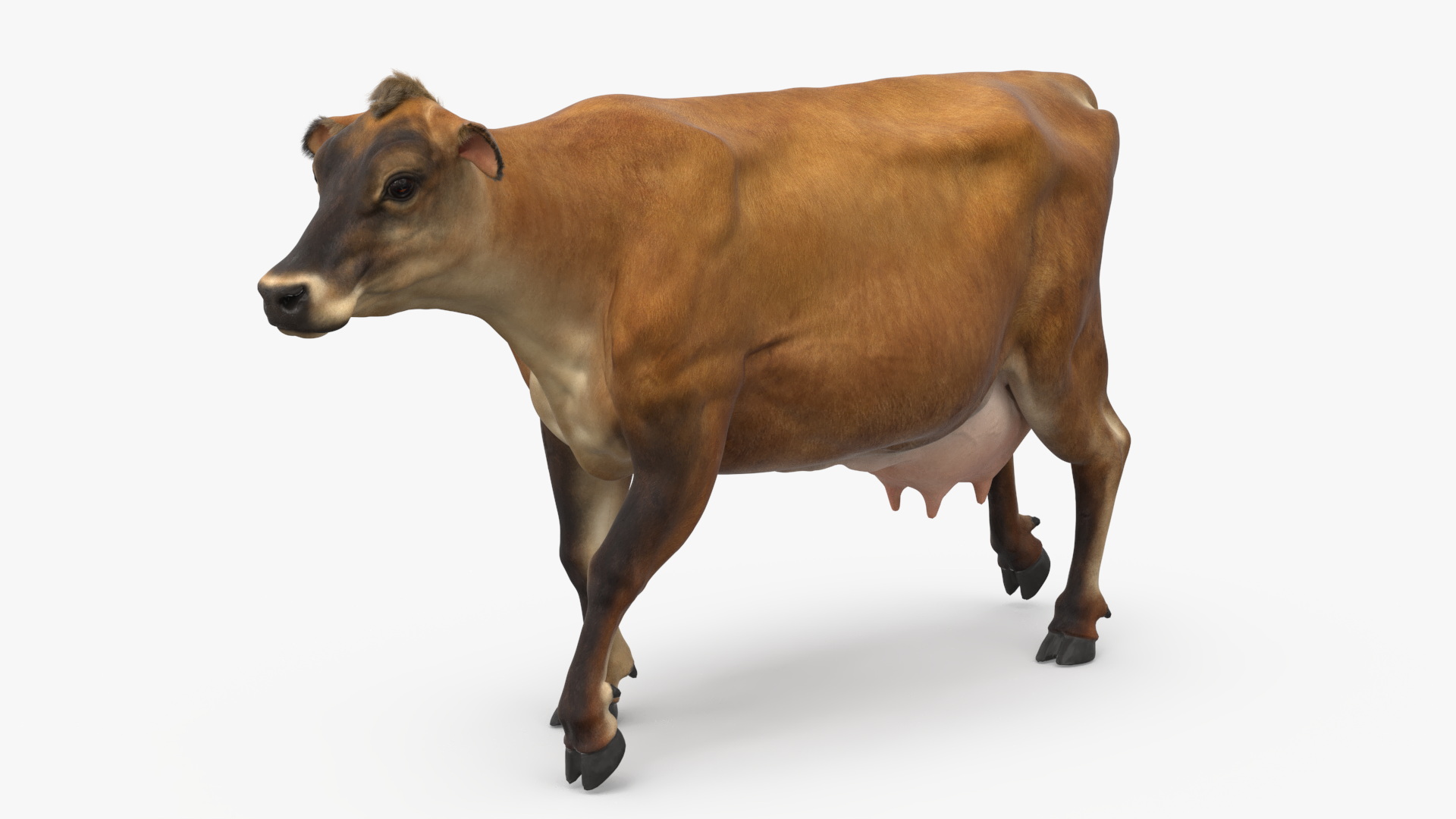 3D Jersey Heifer Brown Walking Fur