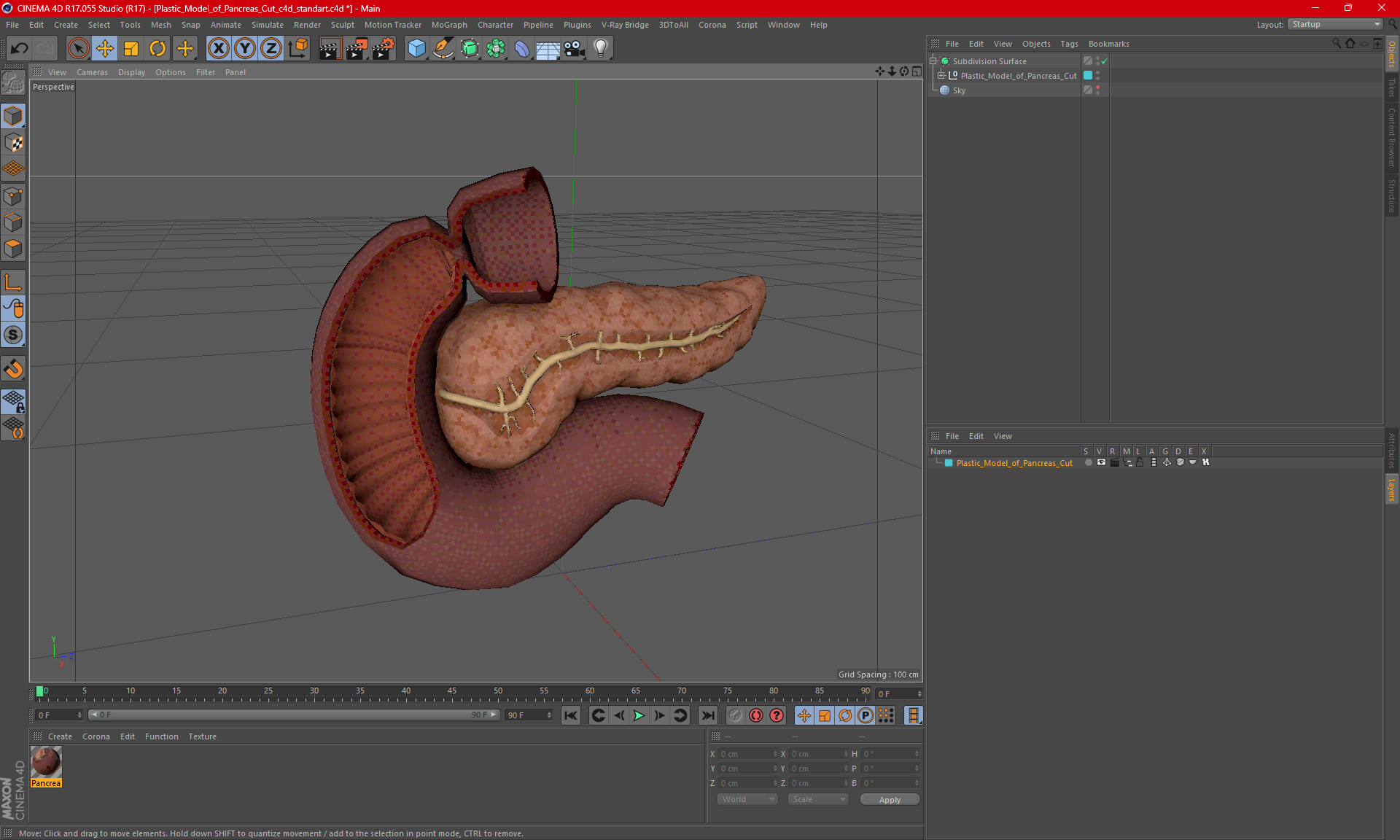 Plastic Model of Pancreas Cut 3D model